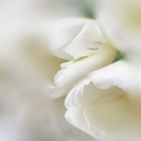 Sayed Iquram Shafi